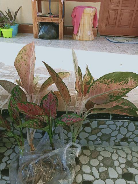 Paket 4 bunga  aglonema  dut anjemani red kochin lulaiwan 