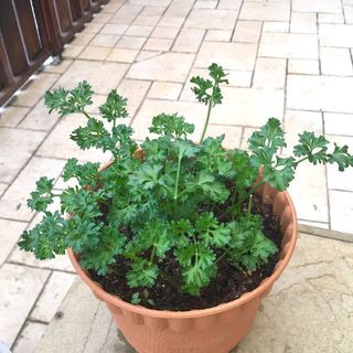 BENIH PARSLEY BIBT SAYURAN UNGGUL