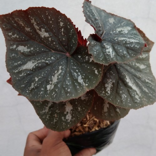 Bunga Begonia Rex Cantik Murah Berkualitas