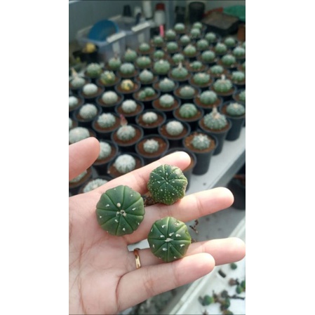 Astrophytum