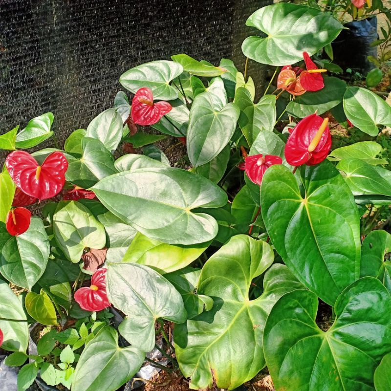 DIARY PETANI - Anthurium Bunga Warna Merah