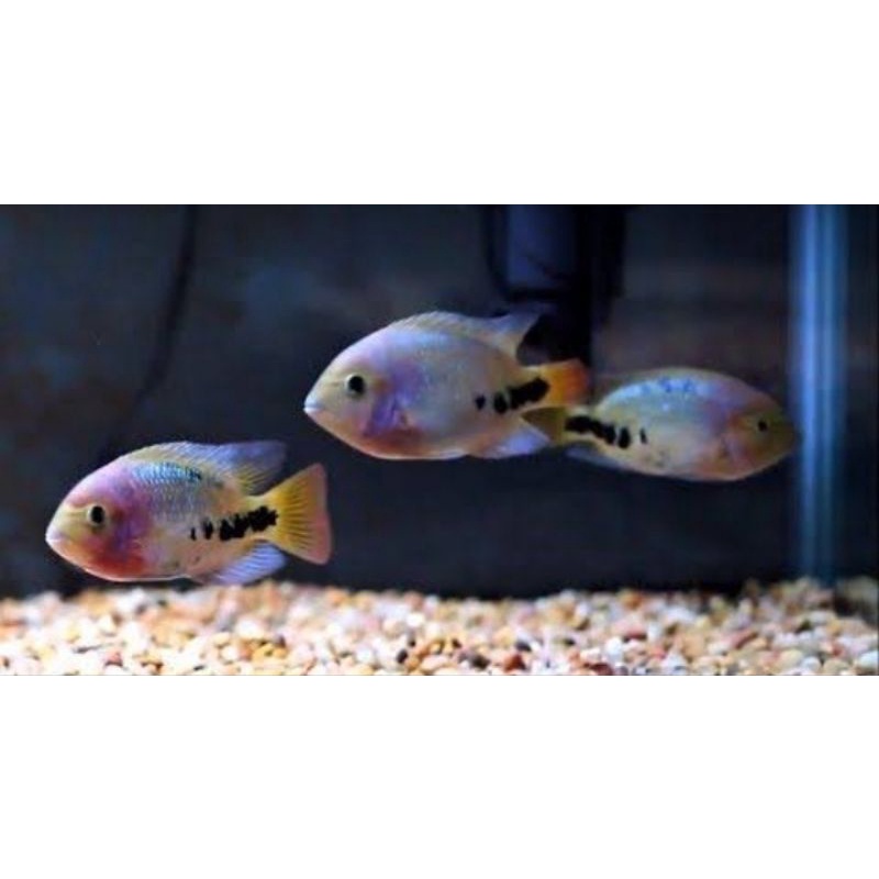 hiasan aquarium / vieja synspilum - aquarium