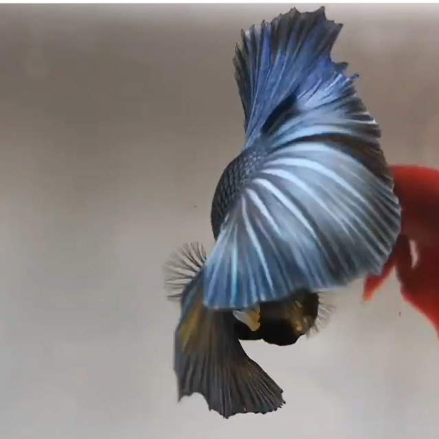 ikan cupang depok halfmoon size M
