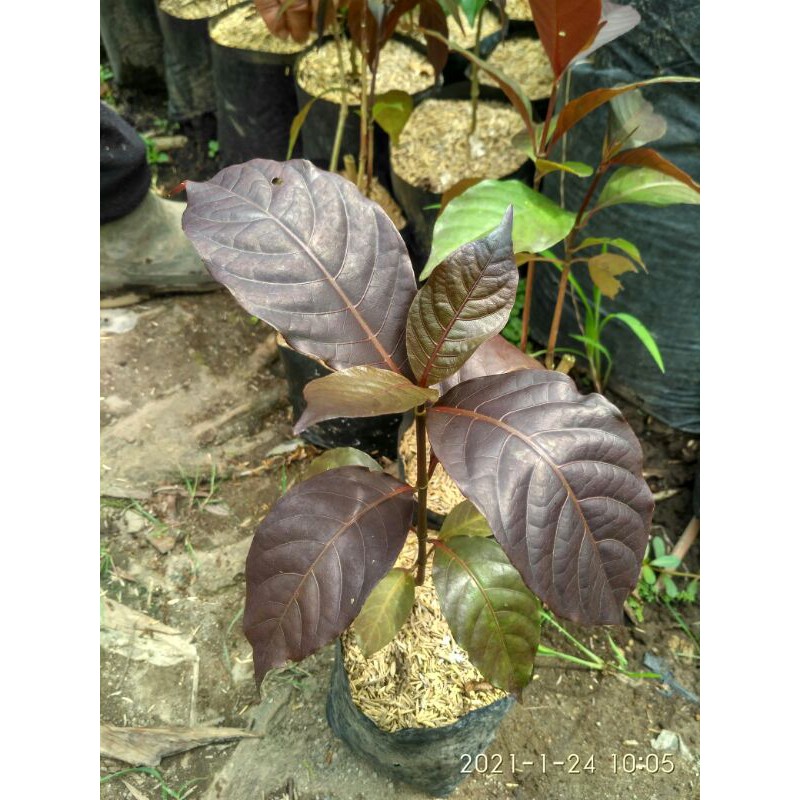 bibit tanaman herbal daun ungu