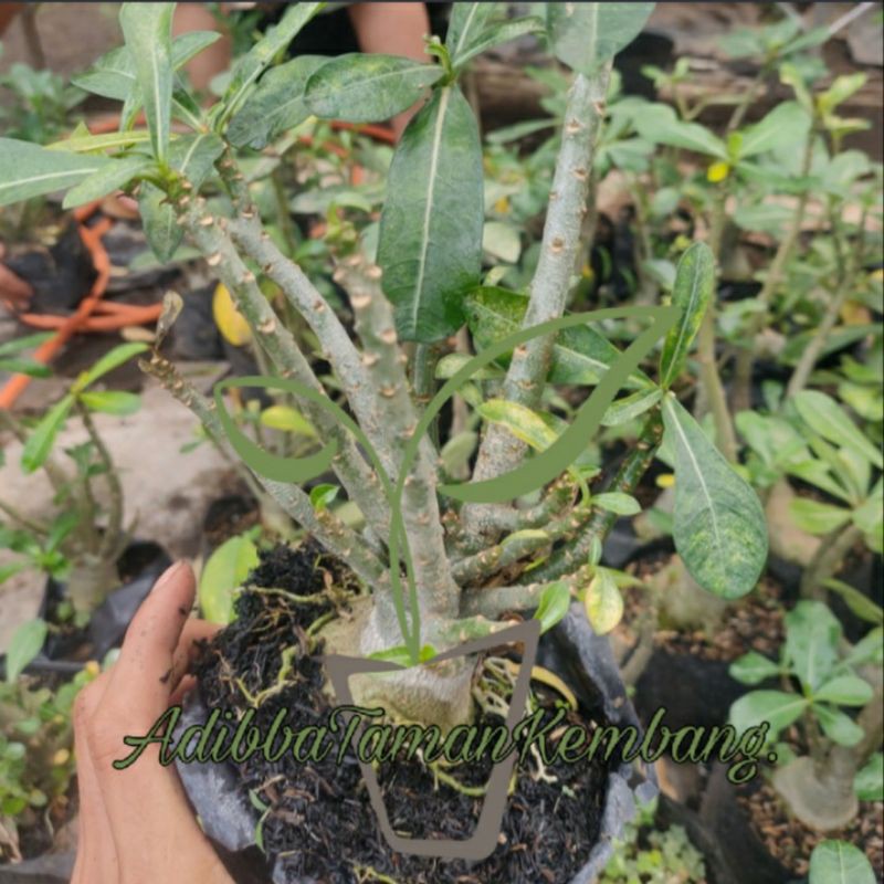 Tanaman adenium bahan bonsai - adenium arabicum