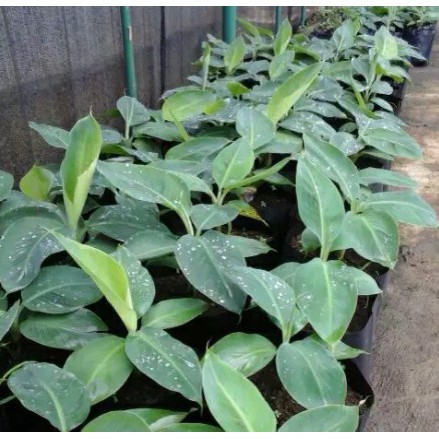 Pisang Cavendish,tanaman buah masih bibit