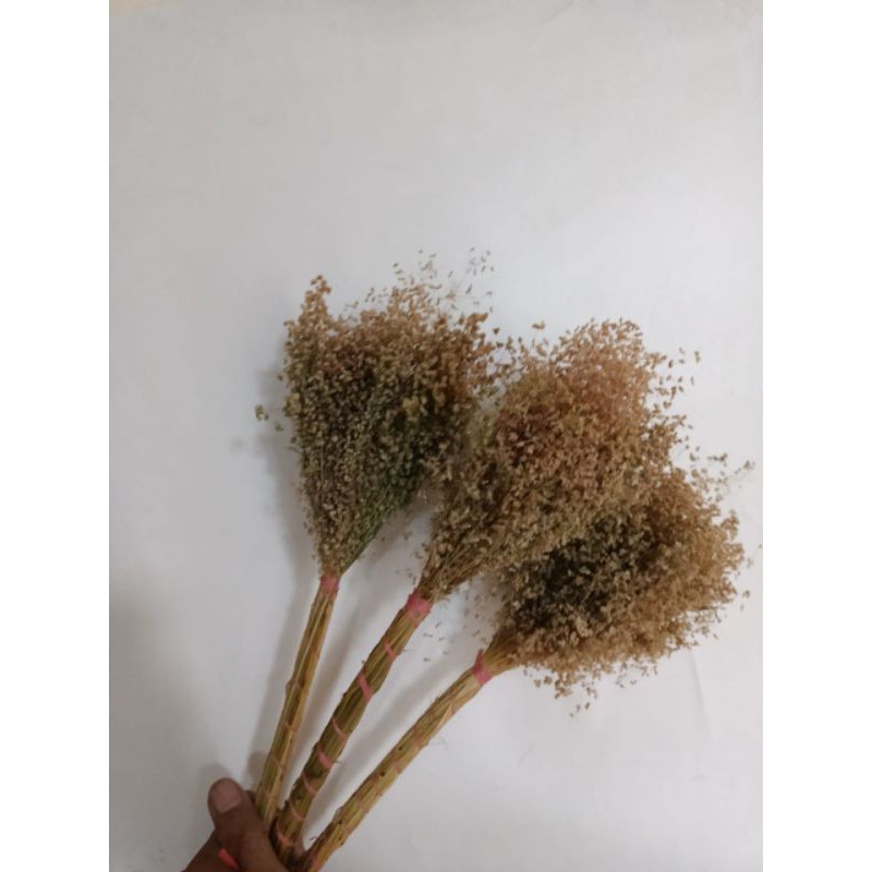 pampas springkle / bunga kering / daun kering / bunga rustic