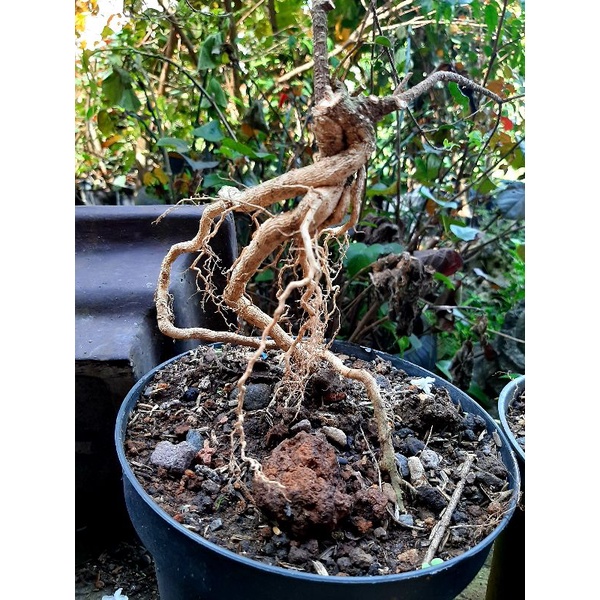 Jual Bahan Bonsai Mame Sakura Mikro Ekspos Akar Sakura Micro Bibit Sakura Mikro Shopee