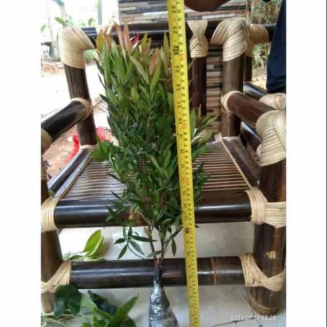 Pohon pucuk merah 50cm tanaman pagar