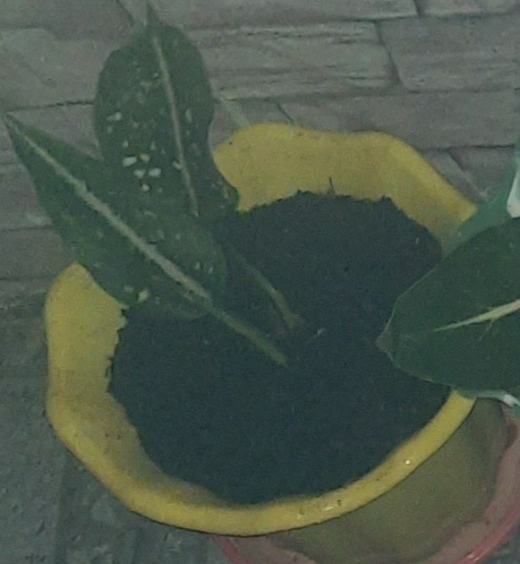 Tanaman Hias Agglonema Sarikit