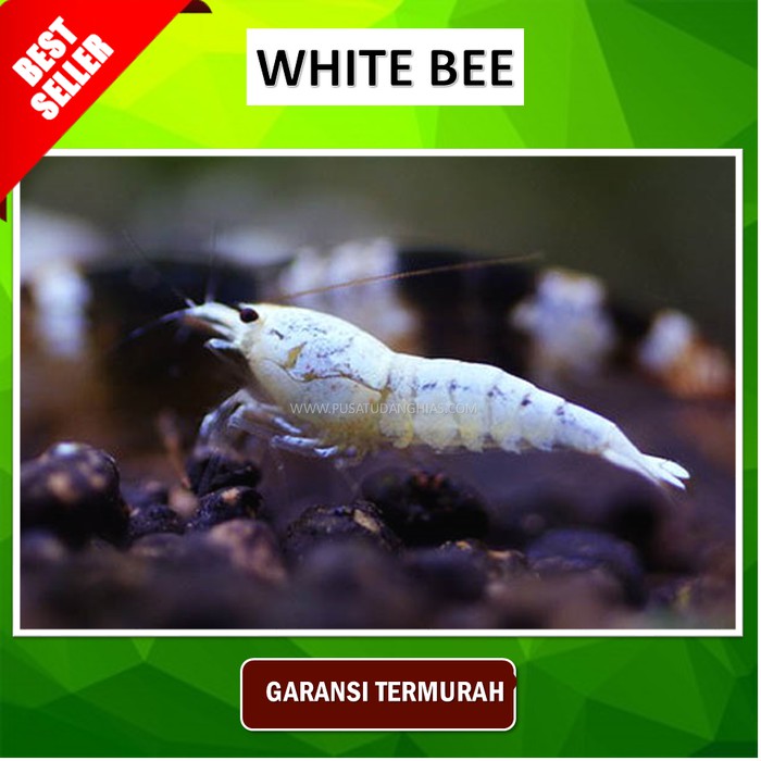 Udang Hias White Bee Udang Hias Aquarium Udang Hias Air Tawar