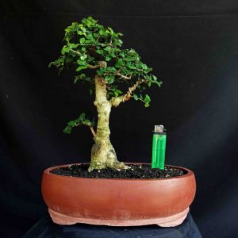 Bonsai Pohon Serut Streblus Asper Small Unik
