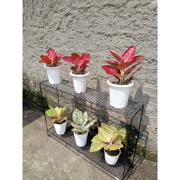 rak besi tanaman hias 2 susun minimalis