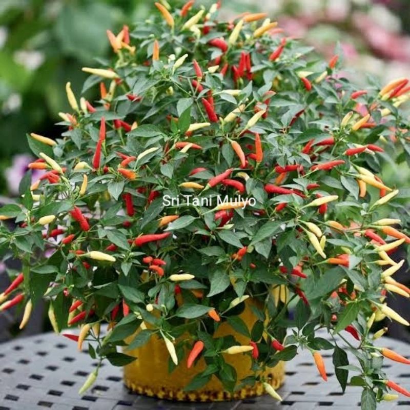 25 Biji  Benih tanaman sayur sayuran cabe rawit setan hibrida F1 tanaman sayur cabe hias cabe unik. 