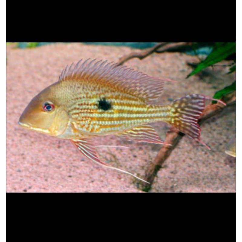 Geophagus Proximus Suriname Eartheater Cichlid American