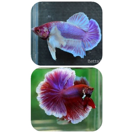

sepasang cupang big ear lavender warna terupdate