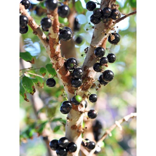 bibit anggur brazil jenis preco siap berbuah di dalam pot