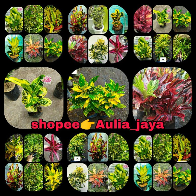 TANAMAN HIAS PURING PAKET MURAH 6-8 JENIS