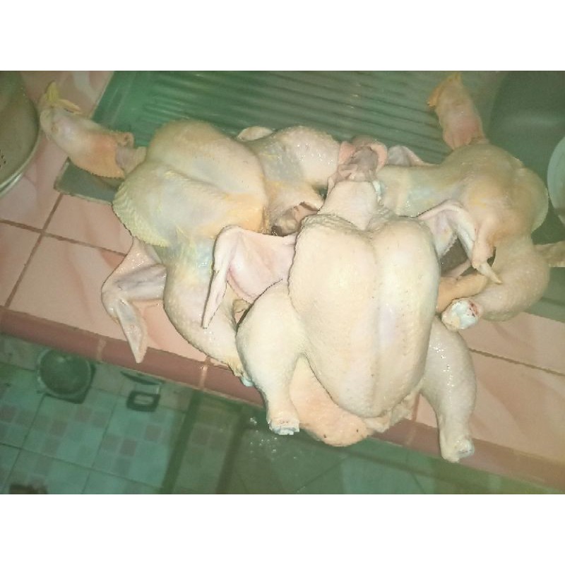 

Ayam potong