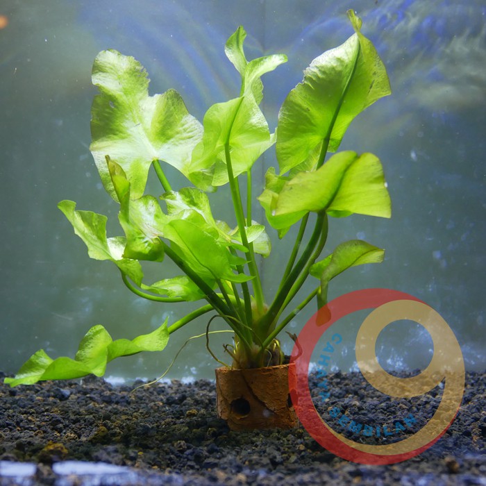 Mini water lily tanaman aquascape asli air