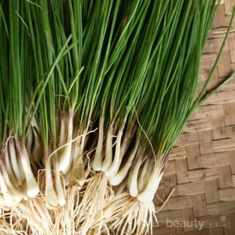 

Daun Bawang Batak / Lokio