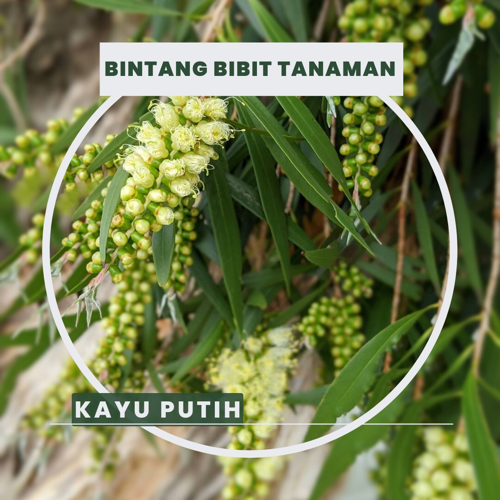 Bibit Tanaman Kayu Putih Kayu Putih
