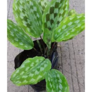 Tanaman Hias Calathea  kencur Kalatea Merak  Shopee 