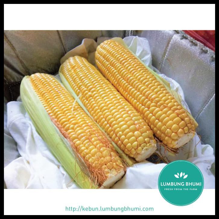 

DISKON Jagung Manis ( Sayur - Sayuran Curah )