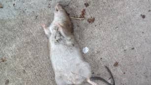 Ramtus Obat Racun Tikus Langsung Mati Kering Tidak Bau Sangat Ampuh Racun Pembasmi Tikus 6 Pack