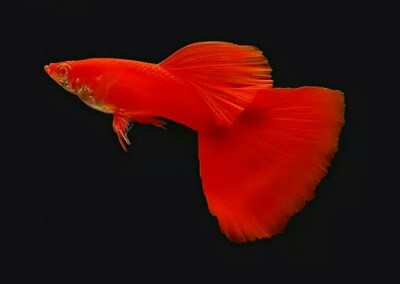 Pompa Air Micro Submersible Mini Dc 5v 2-3l / Min Untuk Akuarium Ikan