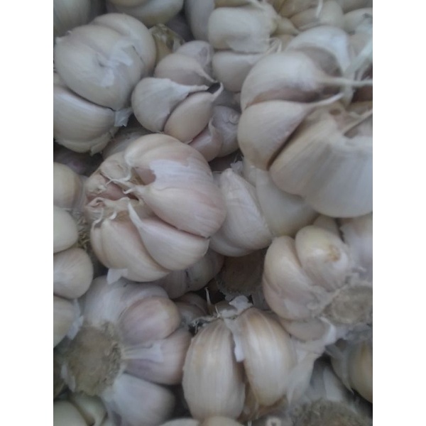 bawang putih banci/honan 1kg