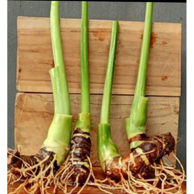 Bongol alocasia alba