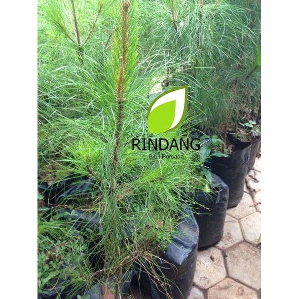 BIBIT PINUS | BIBIT PINUS HIAS | TANAMAN HIAS PINUS LAPAK TERBAIK