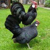 

telur ayam hias Rosecomb untuk ditetaskan