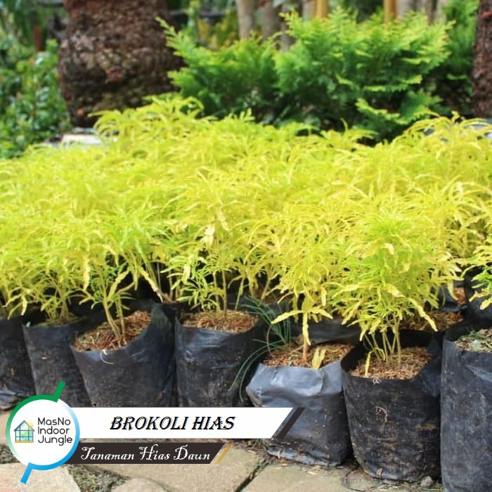 Tanaman Bunga Brokoli Hias - Tanaman Brokoli Hias