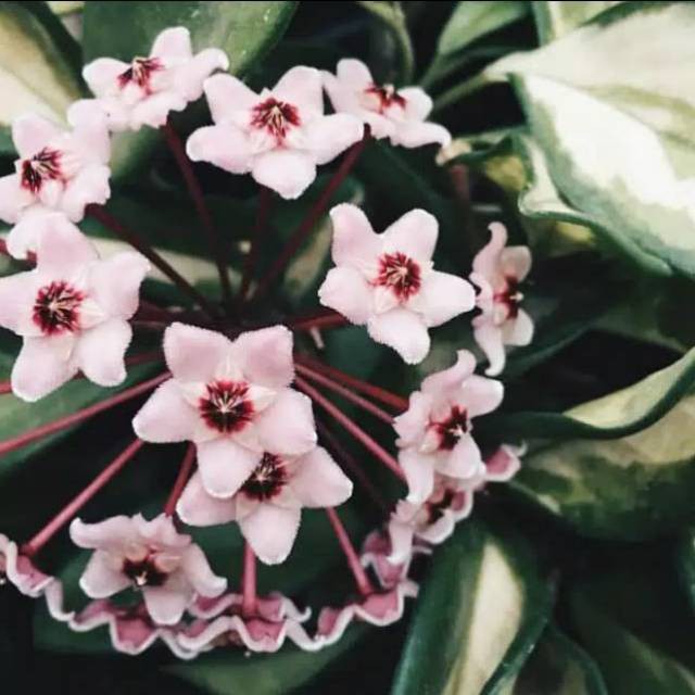 Tanaman hias gantung hoya carnosa varigata kornosa