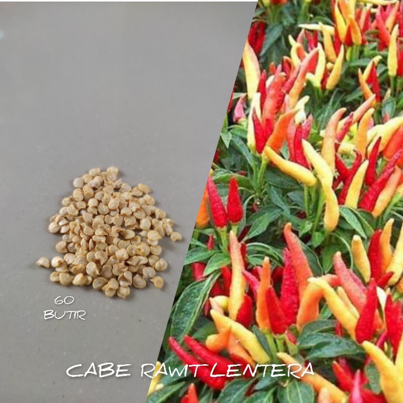 60 BUTIR BIJI/BENIH CABE RAWIT LENTERA F1 KEMASAN REPACK