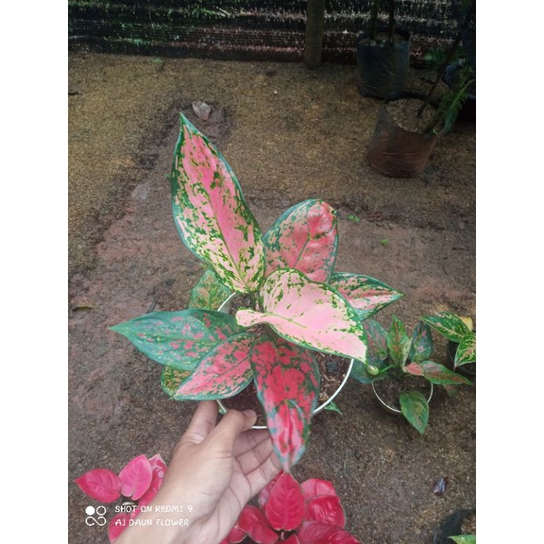 Aglonema Lady Kristin