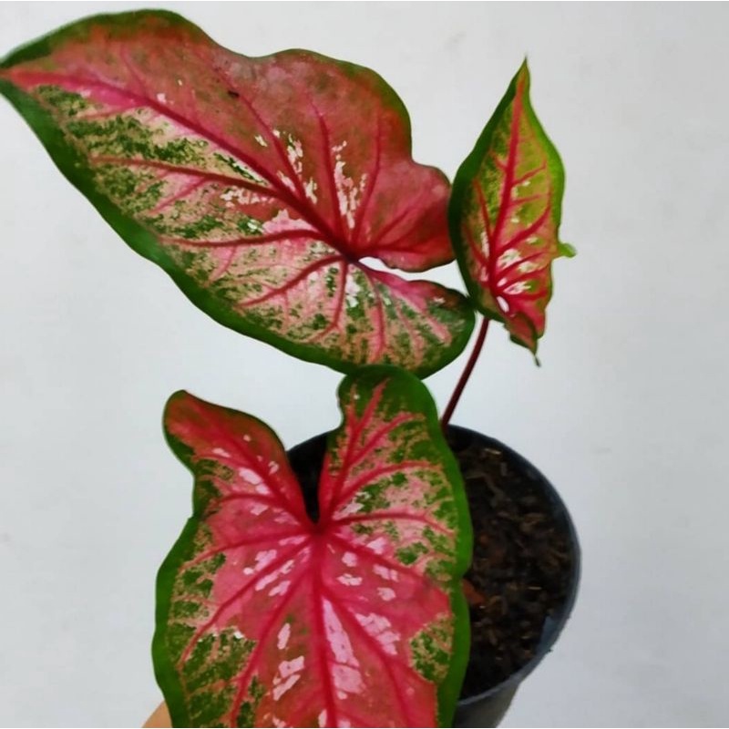 TANAMAN HIAS CALADIUM THAI SERIES - CALADIUM RED CLONE - KELADI RED CLONE BIBIT