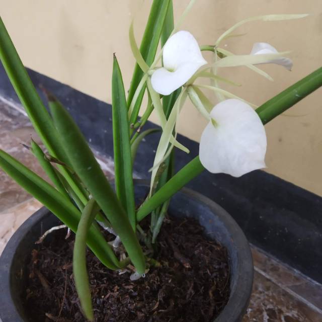 Brassavola Nodosa