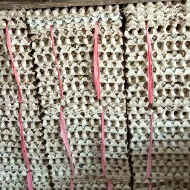 

RB Telur Burung Puyuh Segar Besar Murah 90 Butir