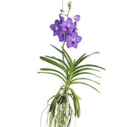 ANGGREK VANDA SIAP BERBUNGA DEWASA ungu