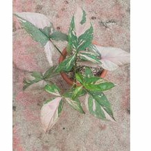 syngonium pink splash ekonomis / pink splash / syngonium