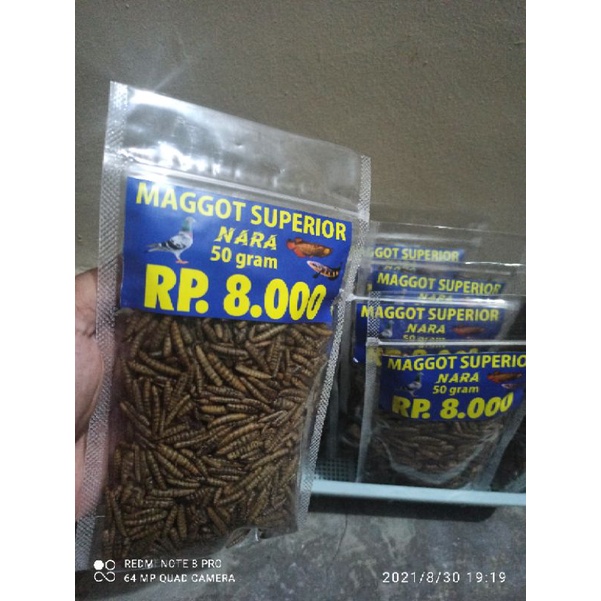 PROMO MAGOT MAGGOT KERING SUPERIOR PAKAN IKAN BELI 2 GRATIS 1 ,25 Gram