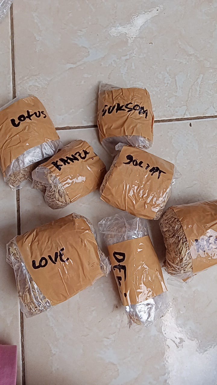 Paket Bonggol Aglonema Neskhia, Lotus, Khanza, Dewi Hug, Romantic Love