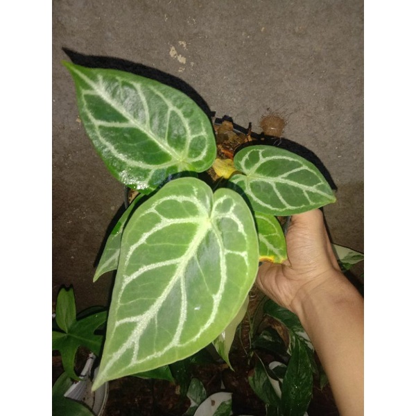 anthurium kuping gajah silver