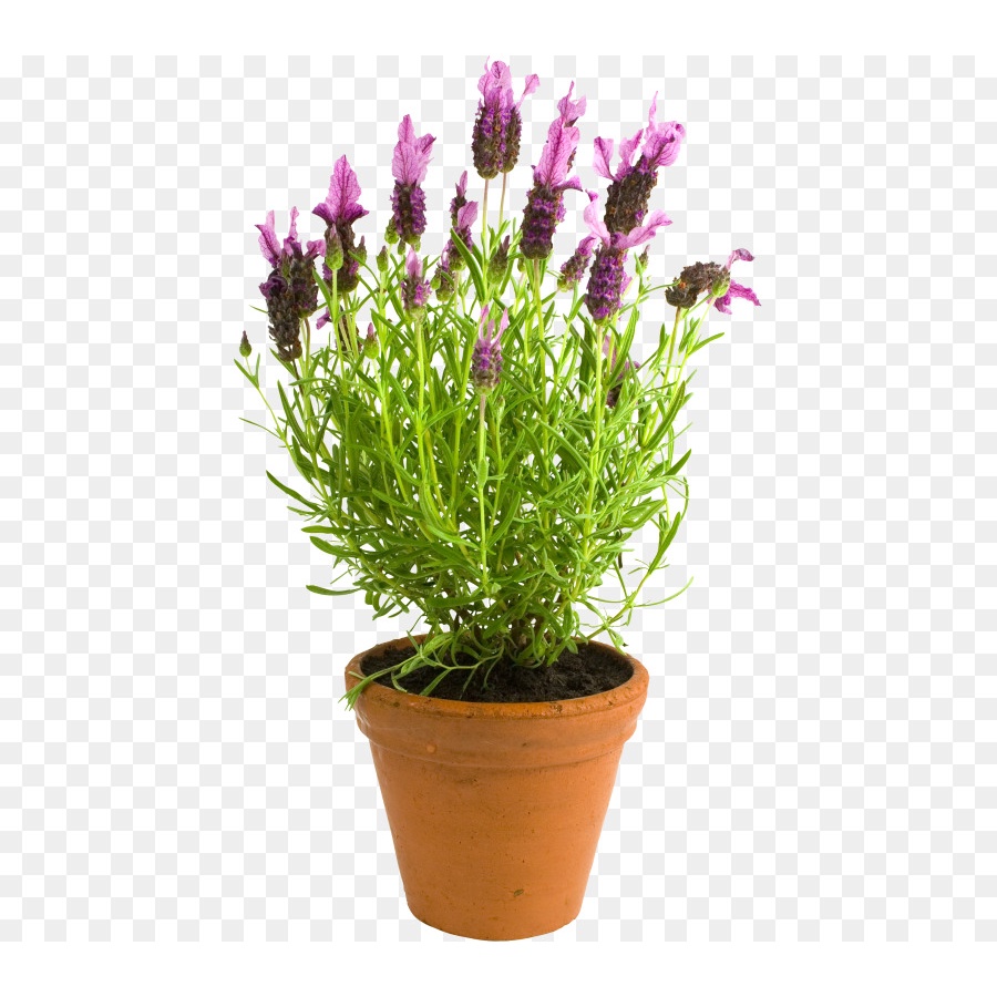 tanaman hias lavender / Tanaman hias hidup / bunga Lavender atau lavendel atau Lavandula hidup murah