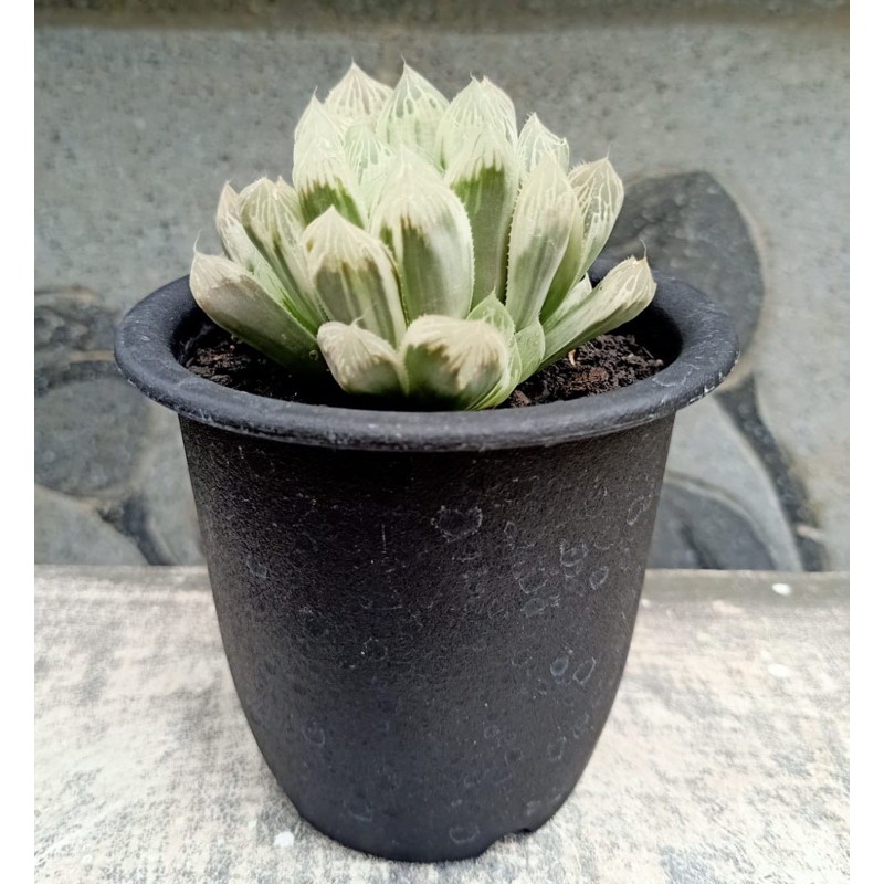 Haworthia cooperi white