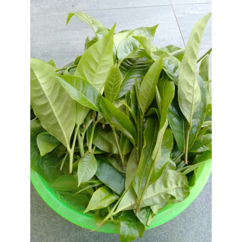 

Daun teh segar di petik dari kebun langsung 500gram