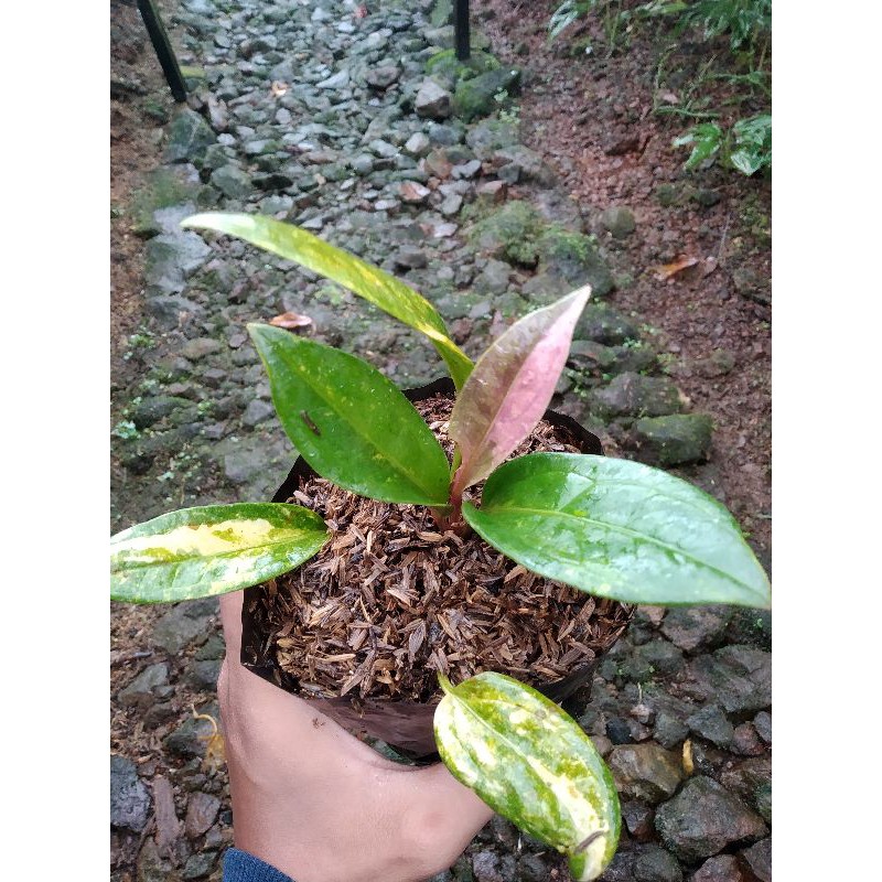anthurium hookeri pink